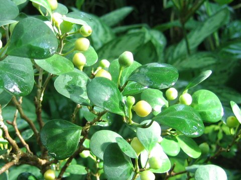 Ficus Diversifolia